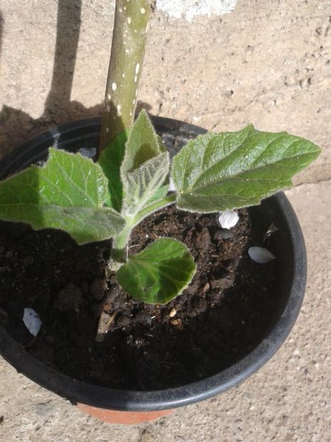 paulownia 8lei - 0 0 Disponibile 2018