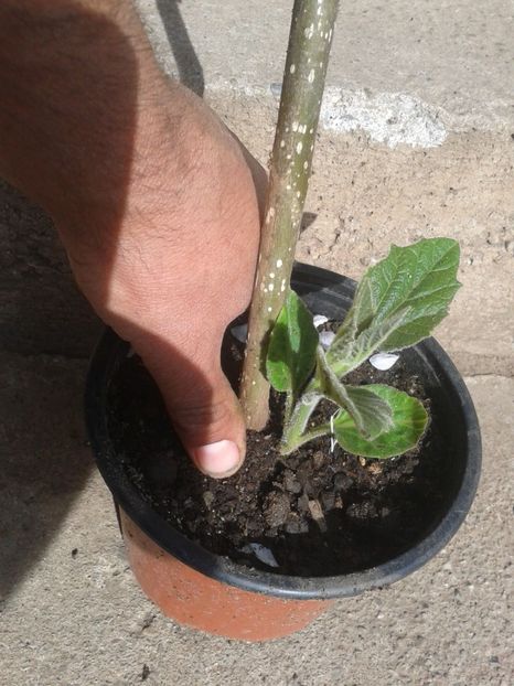 Fotografie0006 - 0 0 Disponibile 2018