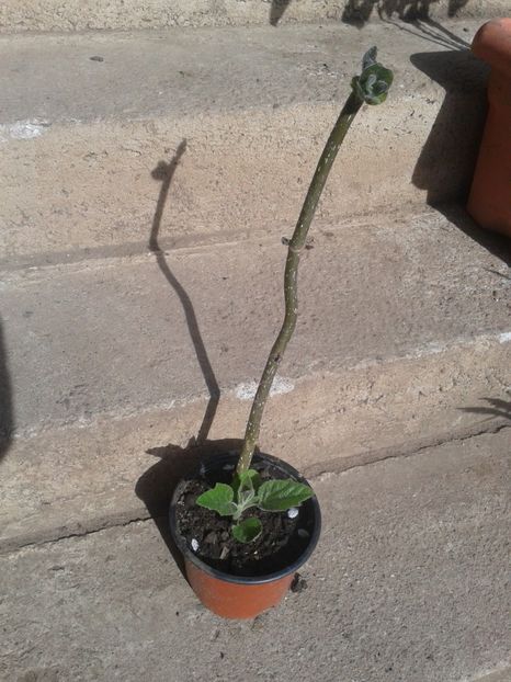 Fotografie0005 - 0 0 Disponibile 2018