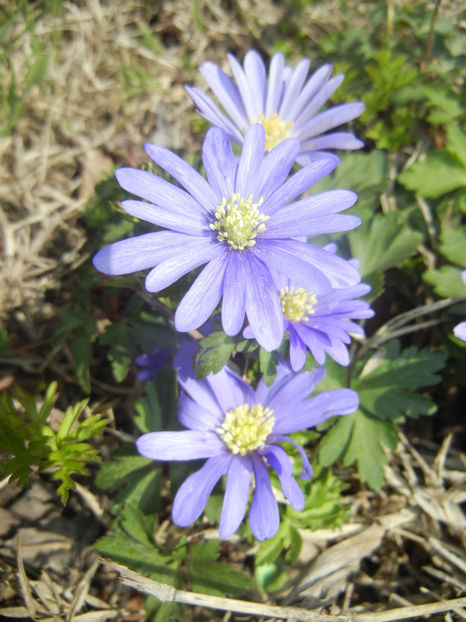 Anemone Blue Shades (2017, April 09) - Anemone Blue Shades