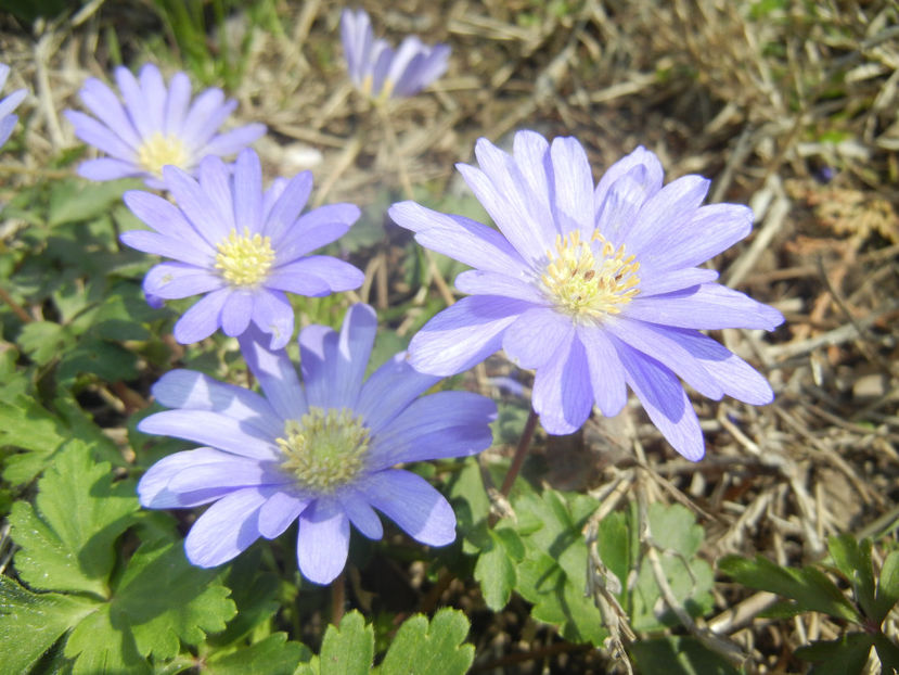 Anemone Blue Shades (2017, April 09) - Anemone Blue Shades