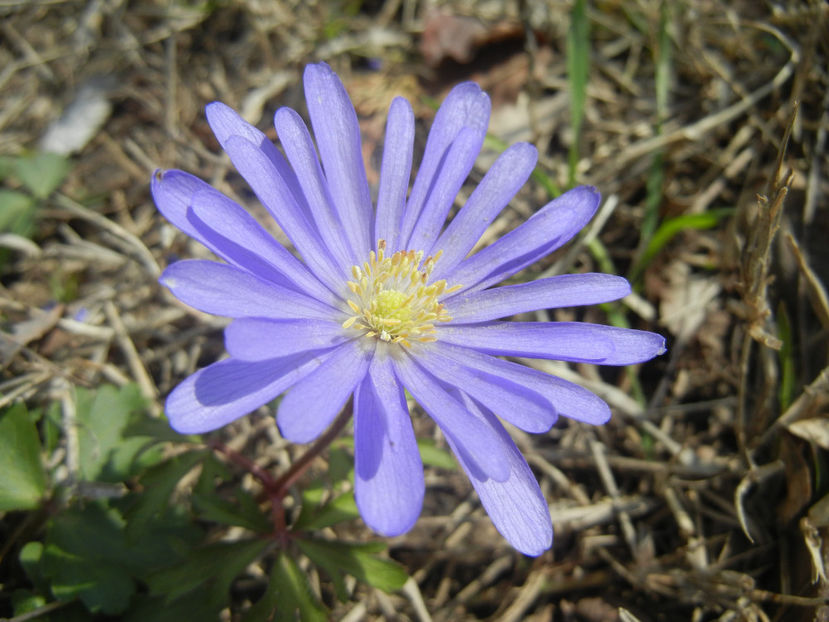 Anemone Blue Shades (2017, April 09) - Anemone Blue Shades