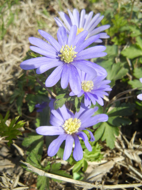 Anemone Blue Shades (2017, April 09) - Anemone Blue Shades