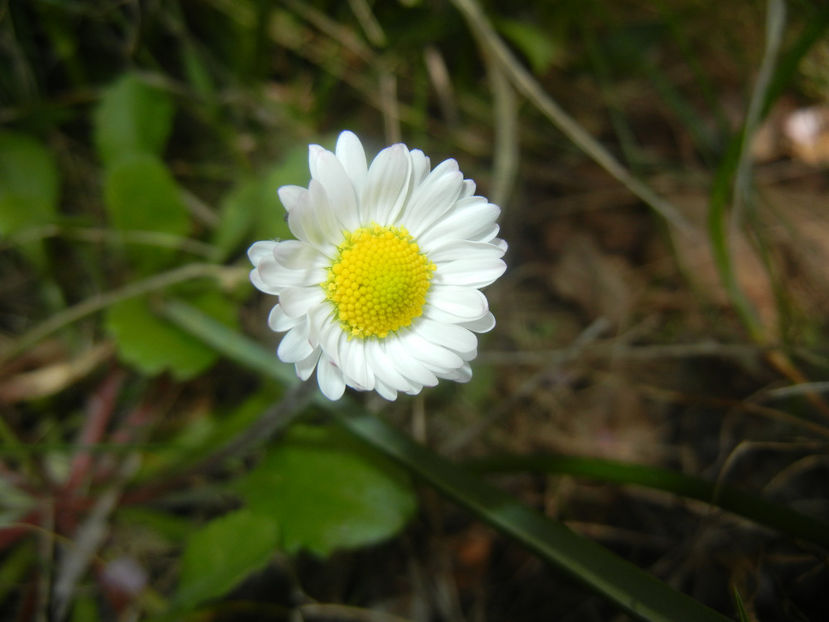 Bellis perennis (2017, April 09) - BELLIS Perennis