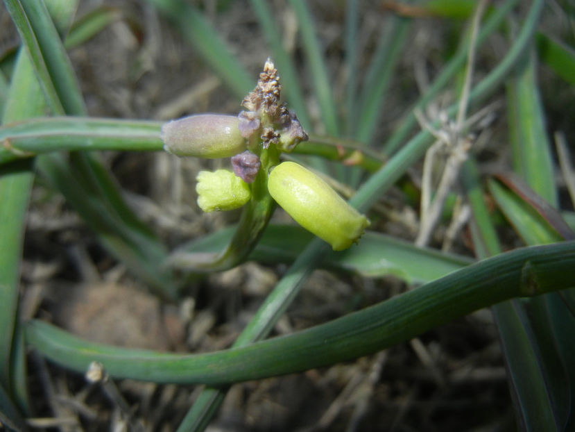 Muscari Golden Fragrance (2017, Apr.10) - Muscari Golden Fragrance