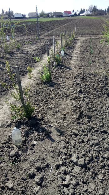  - LONICERA afine siberiene