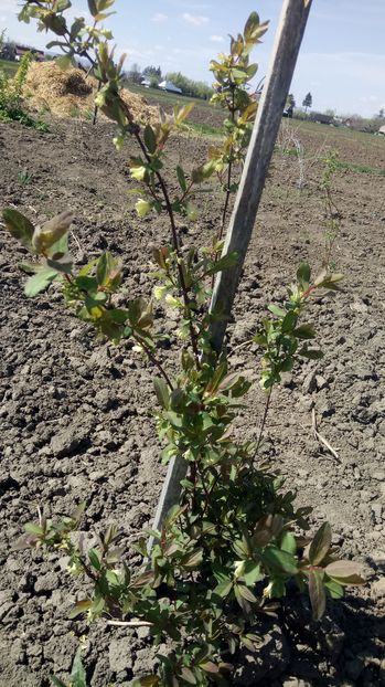  - LONICERA afine siberiene