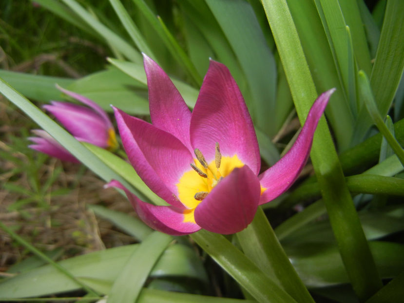 Tulipa pulchella Violacea (2017, April 05) - Tulipa Pulchella Violacea