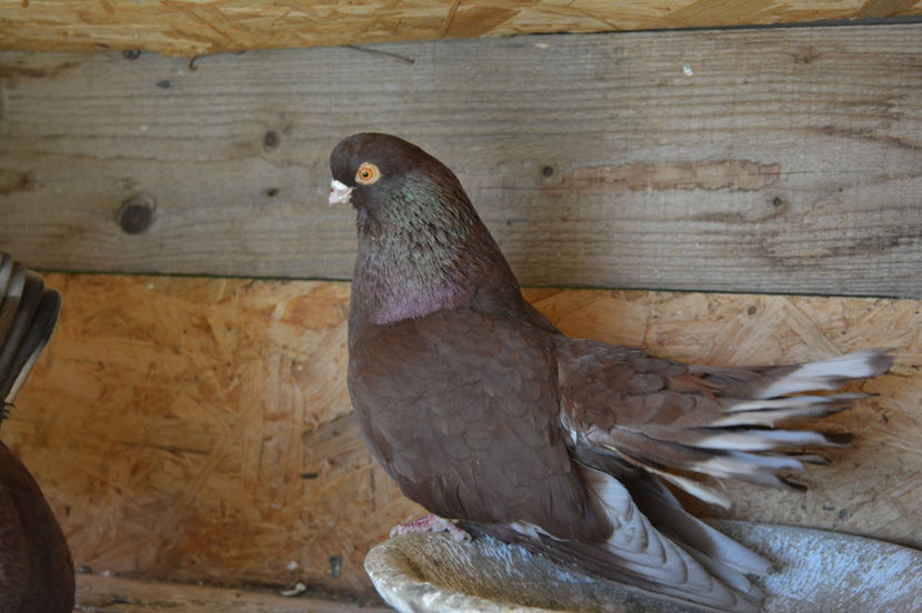 mosulica - Castanii de Craiova 2017