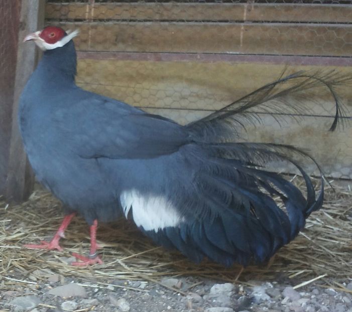 20170411_100300-1 - Crossoptilon auritum - fazanul urecheat albastru