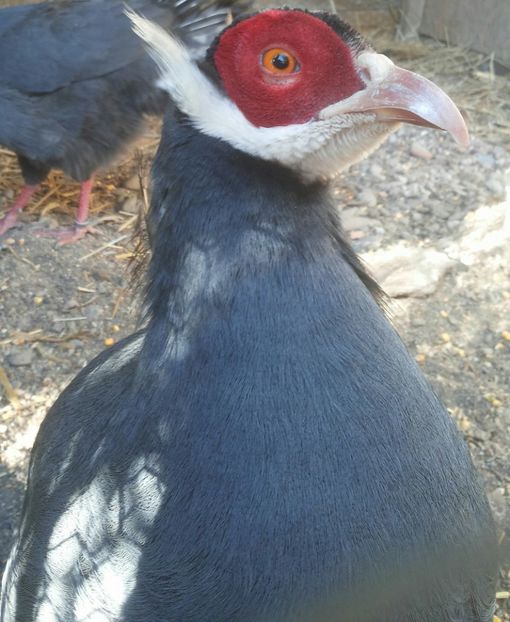 20170410_174951-1 - Crossoptilon auritum - fazanul urecheat albastru