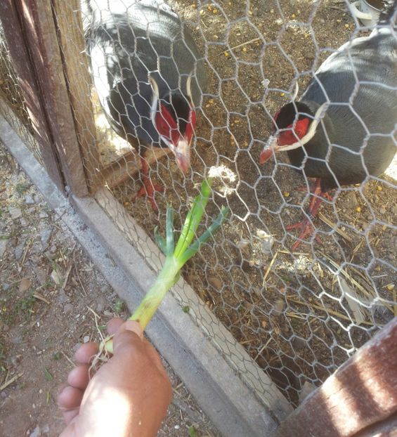 20170410_171657-1 - Crossoptilon auritum - fazanul urecheat albastru