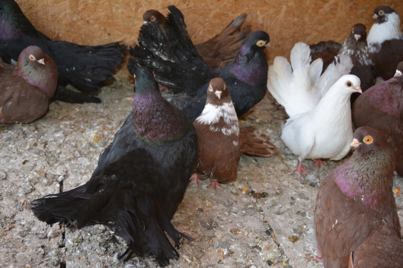 bucuresteni si craioveni - Negri turci 2017