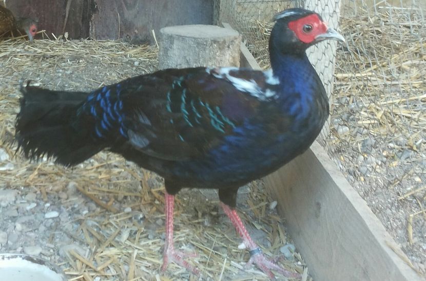 20170410_175904-1 - Lophura swinhoii - fazanul inseuat