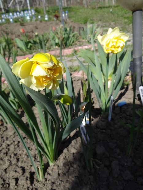 12 APRILIE - E primavara iarasi primavara