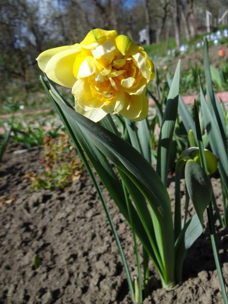  - E primavara iarasi primavara