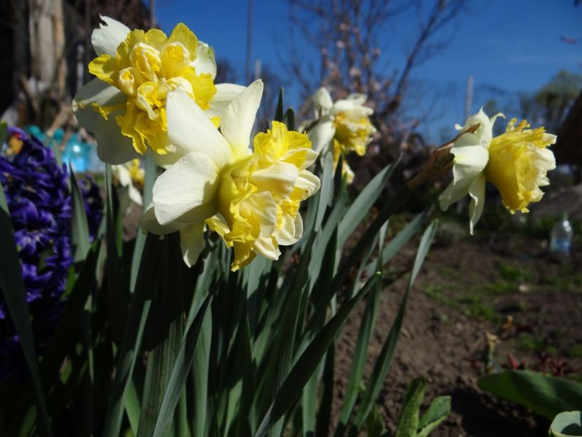 au inflorit noi soiuri de narcise - E primavara iarasi primavara