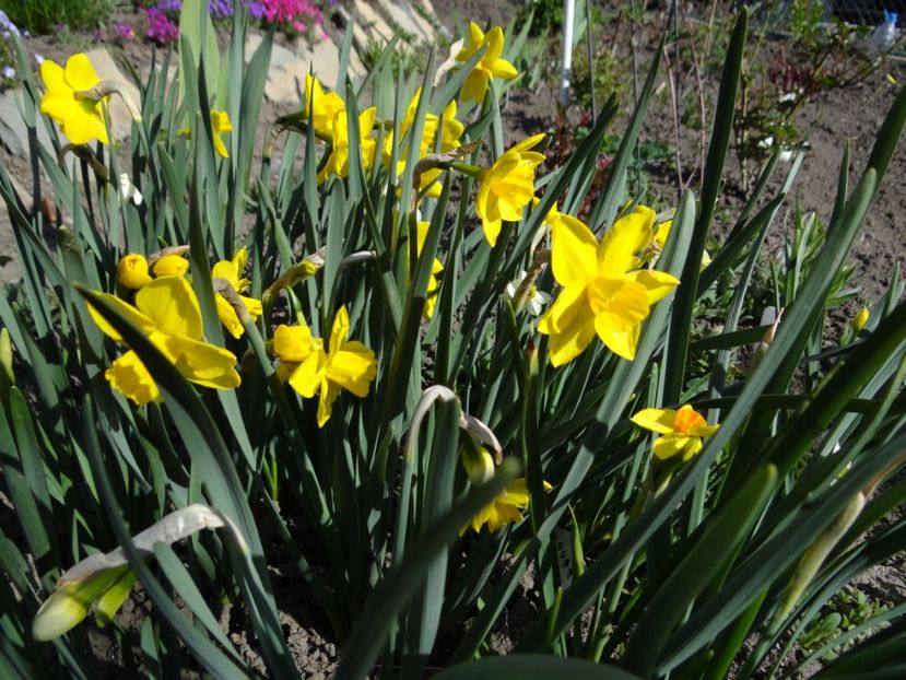  - E primavara iarasi primavara