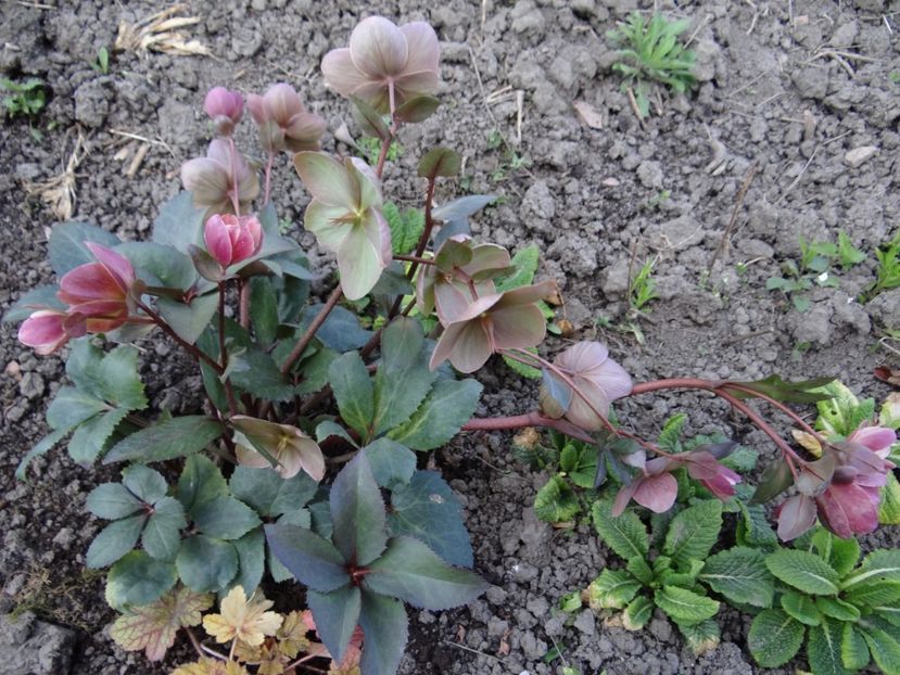 Pink Frost - E primavara iarasi primavara