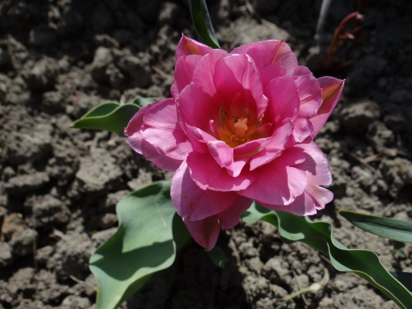  - E primavara iarasi primavara