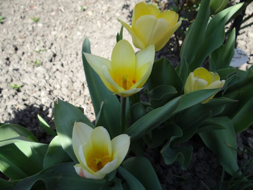  - E primavara iarasi primavara