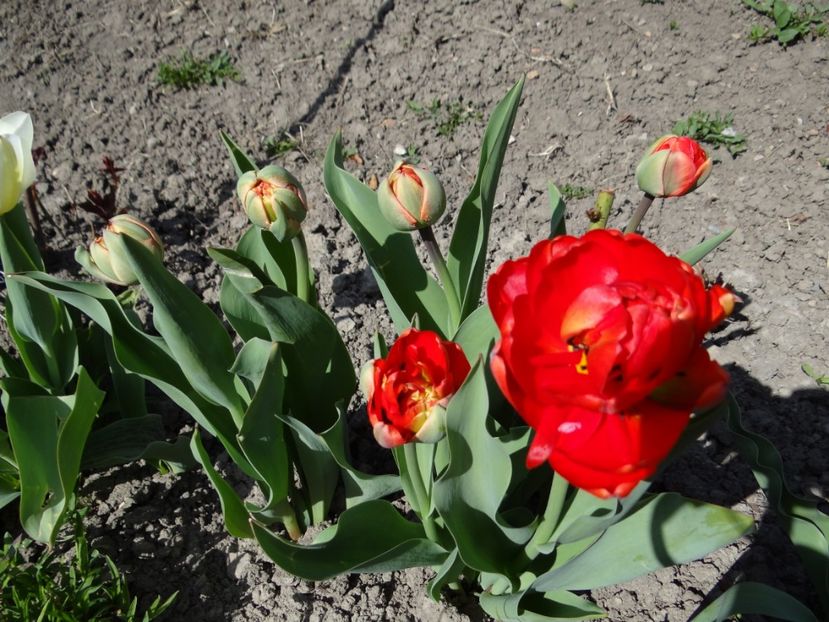  - E primavara iarasi primavara