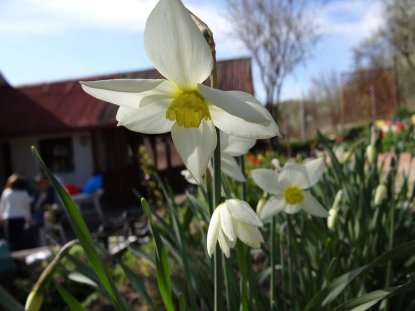  - E primavara iarasi primavara