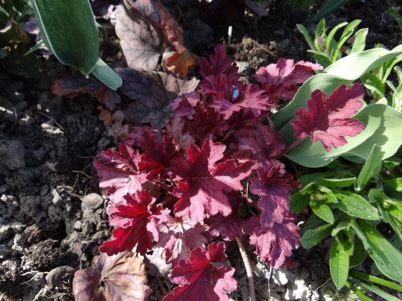  - E primavara iarasi primavara