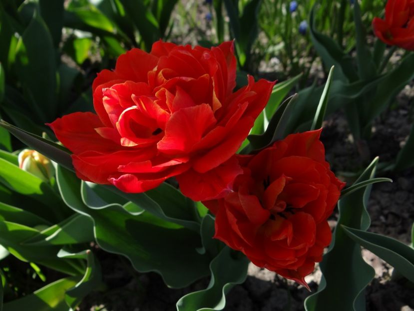 Abba - E primavara iarasi primavara