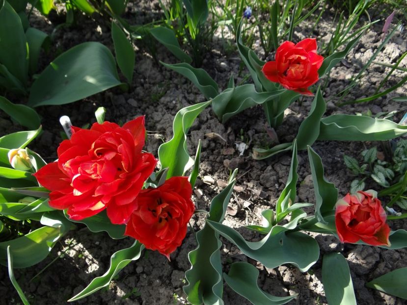  - E primavara iarasi primavara