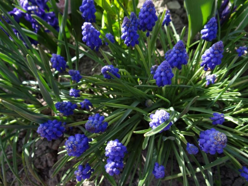  - E primavara iarasi primavara