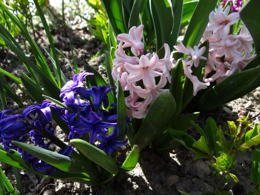  - E primavara iarasi primavara