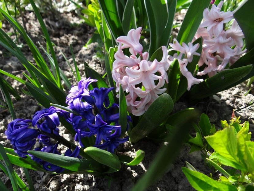  - E primavara iarasi primavara