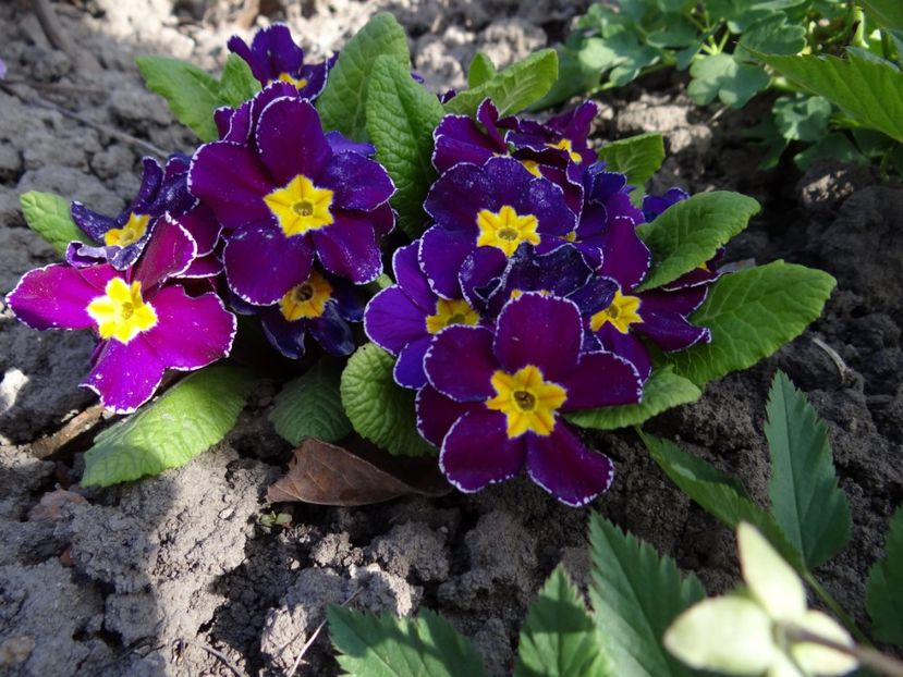  - E primavara iarasi primavara