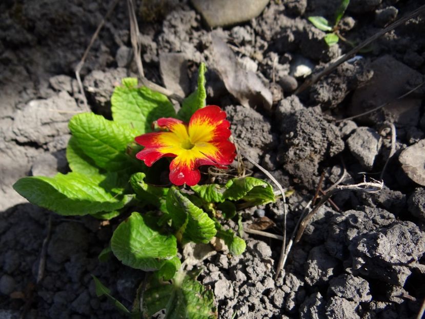  - E primavara iarasi primavara