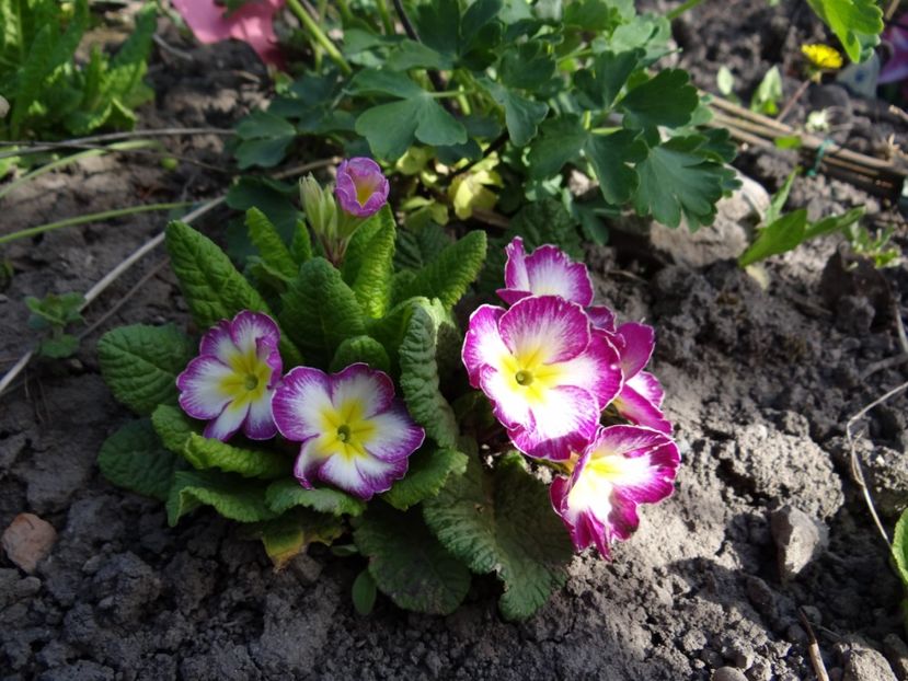  - E primavara iarasi primavara