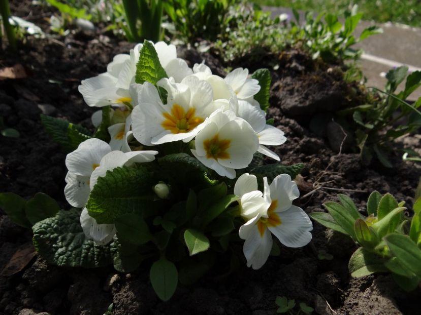  - E primavara iarasi primavara