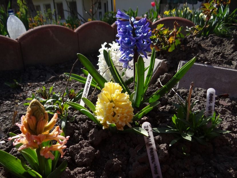 un mix de 5 bulbi de zambile... de la anthesis - E primavara iarasi primavara