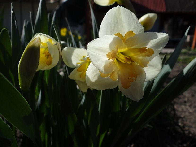  - E primavara iarasi primavara