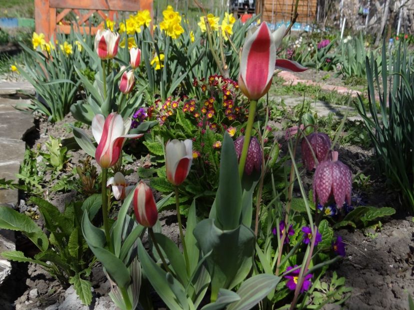 Este din ce in ce mai multa...primavara - E primavara iarasi primavara