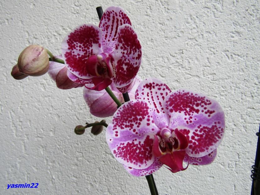 16.06.2016 - 9-Orchideele mele