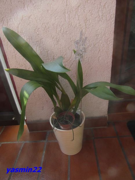 9.09.2016 - 9-Orchideele mele