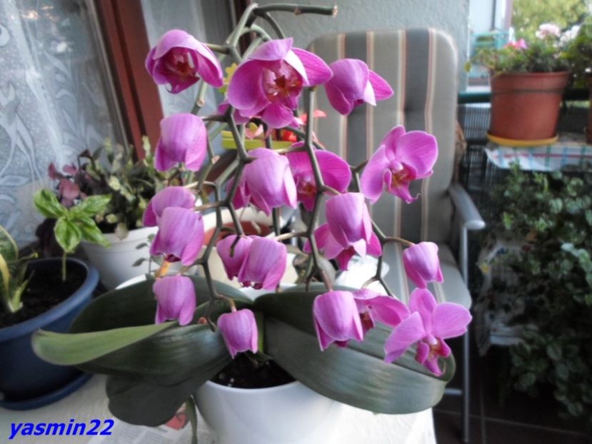 23.07.2016 - 9-Orchideele mele