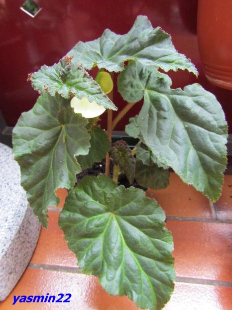 3.07.2016 - X-Begonia
