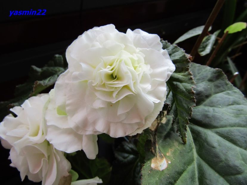 29.07.2016 - X-Begonia