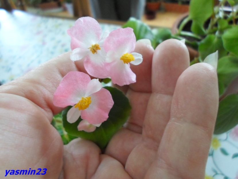 1.07.2016 - X-Begonia