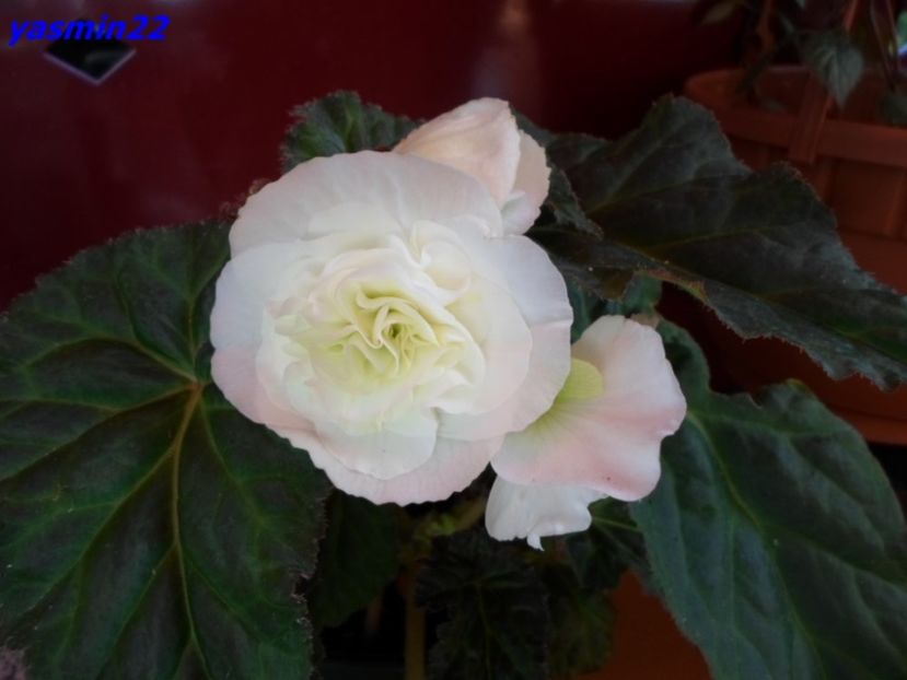 18.07.2016 - 5-Begonia