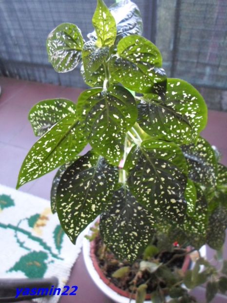 23.07.2016 - X-Begonia