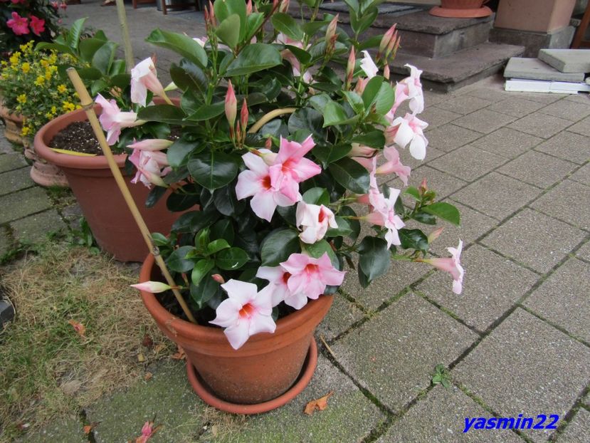 16.07.2016 - Expozitie de flori