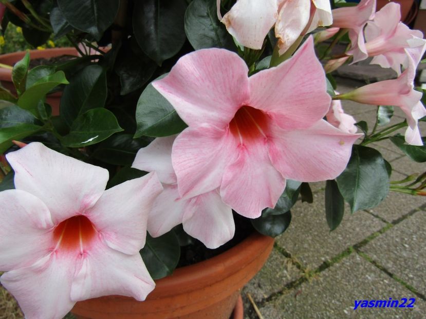 16.07.2016 - Expozitie de flori